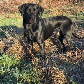 Labrador Retriever