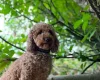 Miniature Poodle