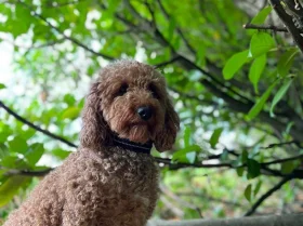 Miniature Poodle