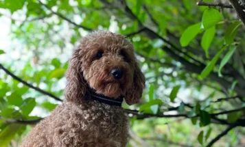 Miniature Poodle