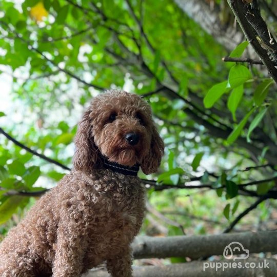 Miniature Poodle