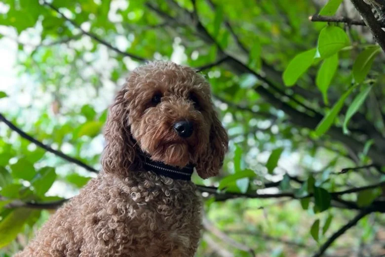 Miniature Poodle