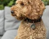 Miniature Poodle