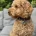 Miniature Poodle