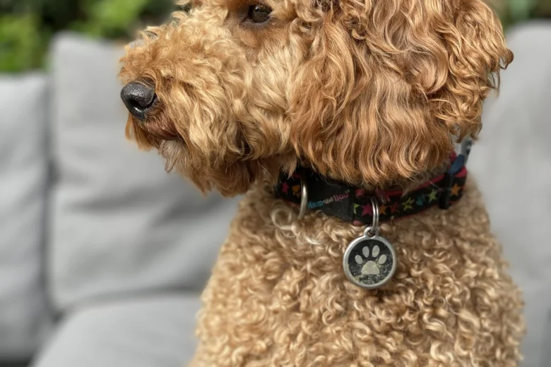 Miniature Poodle