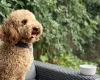 Miniature Poodle