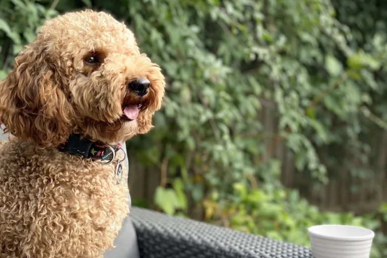 Miniature Poodle