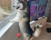 Siberian Husky