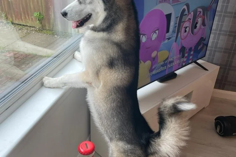 Siberian Husky
