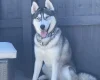 Siberian Husky
