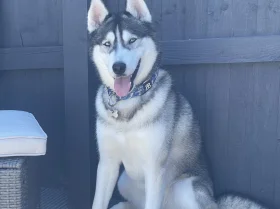 Siberian Husky