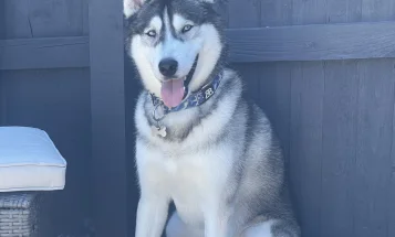 Siberian Husky