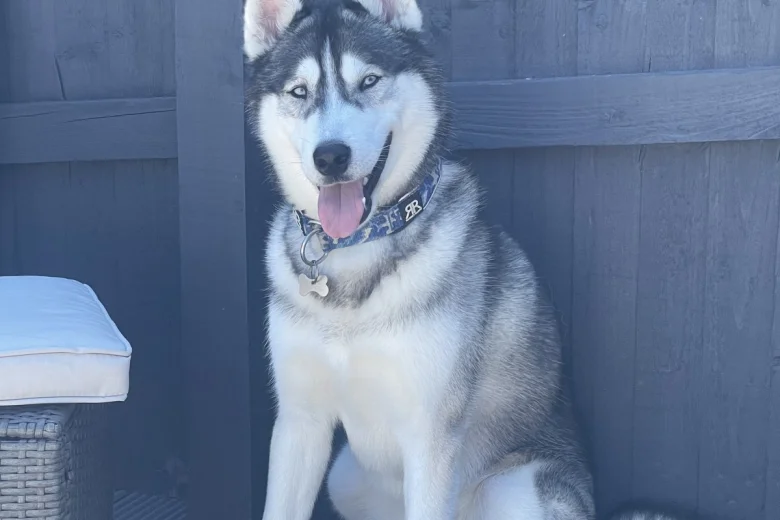 Siberian Husky