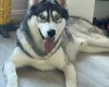Siberian Husky
