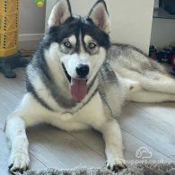 Siberian Husky