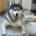 Siberian Husky