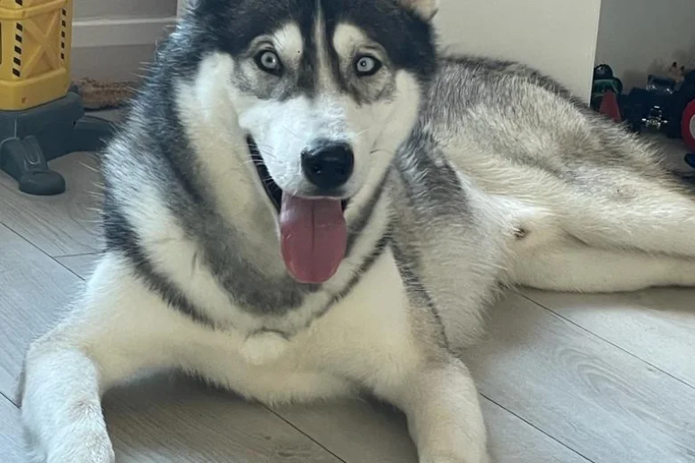 Siberian Husky