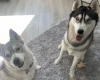 Siberian Husky