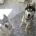 Siberian Husky