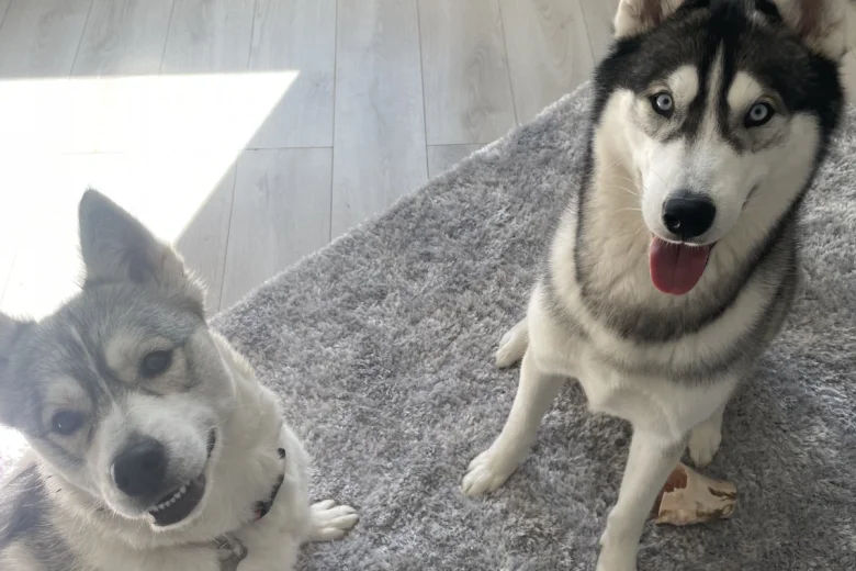 Siberian Husky