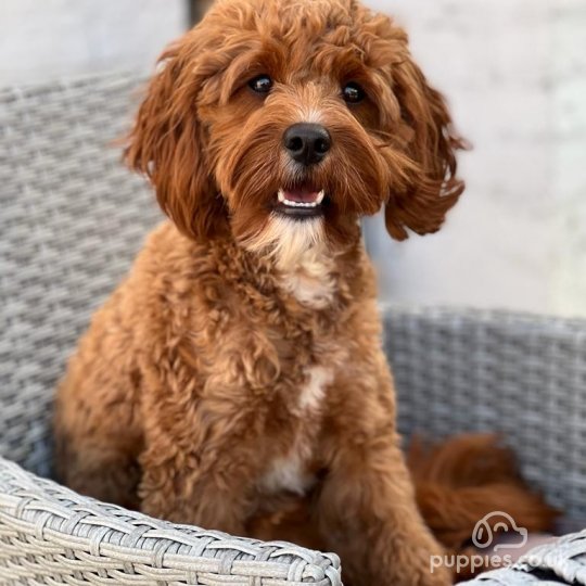 Cockapoo