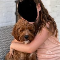 Cockapoo