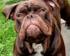 Dorset Olde Tyme Bulldogge