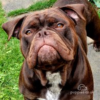 Dorset Olde Tyme Bulldogge