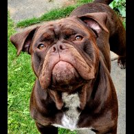 Dorset Olde Tyme Bulldogge