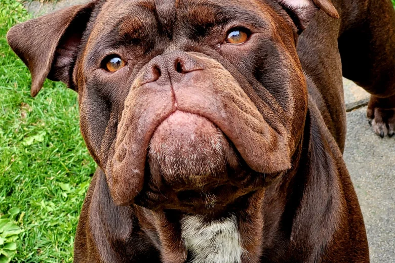 Dorset Olde Tyme Bulldogge
