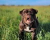 Dorset Olde Tyme Bulldogge
