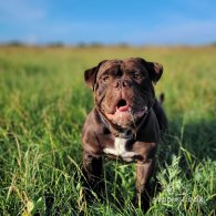 Dorset Olde Tyme Bulldogge