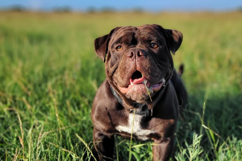 Dorset Olde Tyme Bulldogge