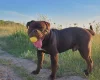 Dorset Olde Tyme Bulldogge
