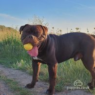 Dorset Olde Tyme Bulldogge