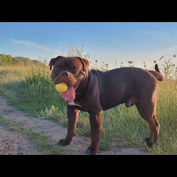 Dorset Olde Tyme Bulldogge