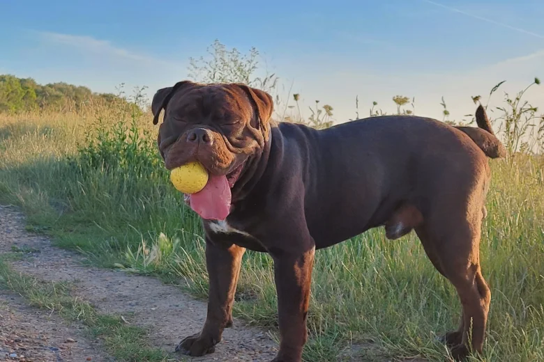 Dorset Olde Tyme Bulldogge