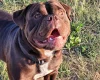 Dorset Olde Tyme Bulldogge