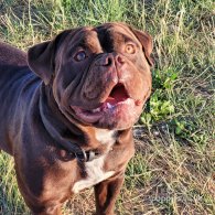 Dorset Olde Tyme Bulldogge