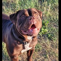 Dorset Olde Tyme Bulldogge