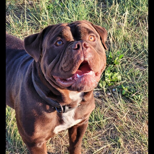 Dorset Olde Tyme Bulldogge