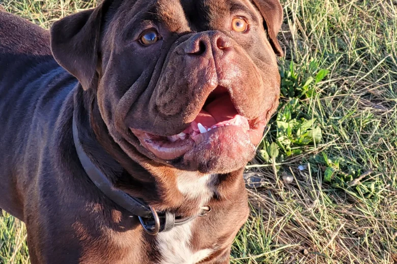 Dorset Olde Tyme Bulldogge