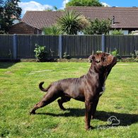 Dorset Olde Tyme Bulldogge