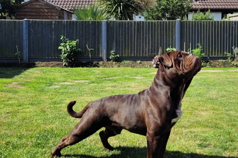 Dorset Olde Tyme Bulldogge