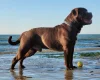 Dorset Olde Tyme Bulldogge