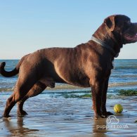 Dorset Olde Tyme Bulldogge