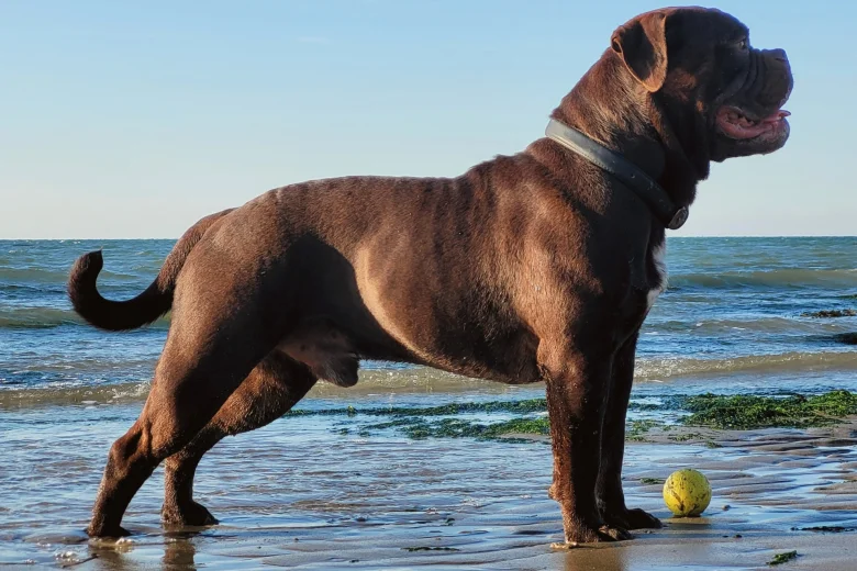 Dorset Olde Tyme Bulldogge