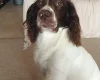 English Springer Spaniel - Dogs
