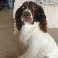 English Springer Spaniel - Dogs