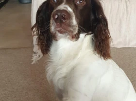 English Springer Spaniel - Dogs